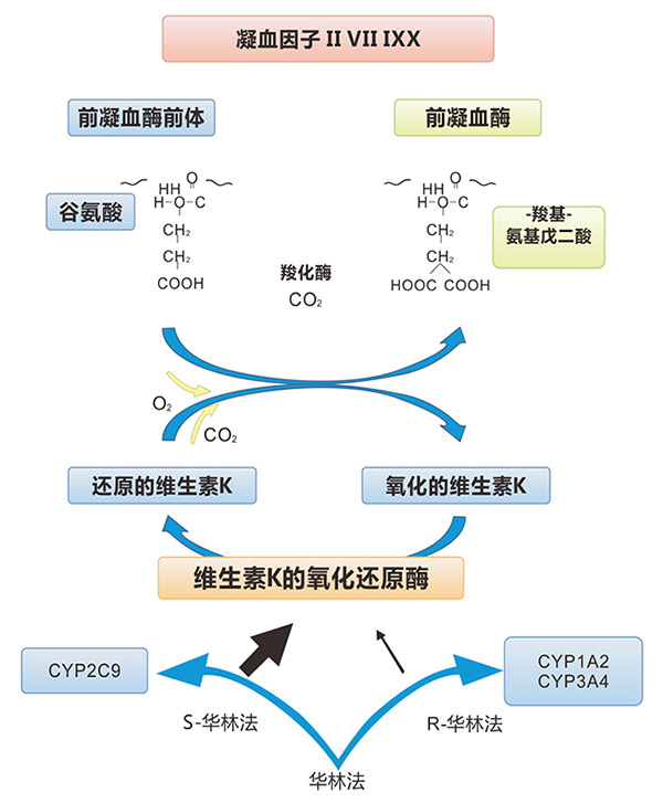 松仁国产三级自拍亚洲黄色在线，大自然的馈赠，健康的小宝藏